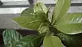 Blooming stages of gardenia flower (1 of 6)