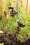 Blue bayou tomato plant