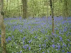 Crab Wood