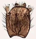Male terminalia.