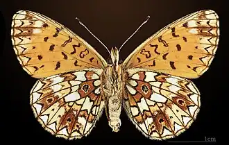 Ventral side
