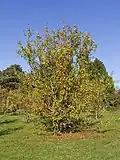 A tree in Berlin-Dahlem Botanical Garden in autumn