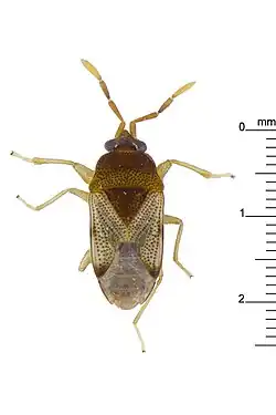 Beetle