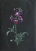 Bouquet (Pink Flowers)