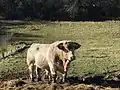 Livestock