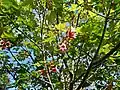 In flower during midsummer
