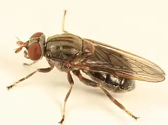 Brachyopa daeckei actual size 6.1–6.9&nbsp;mm (1⁄4–9⁄32&nbsp;in)