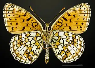 Ventral