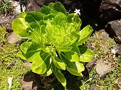 Alula (Brighamia insignis) plant.