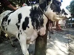 Brisket Edema