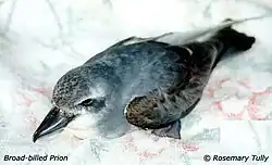 Photo of a broad-billed prion on land