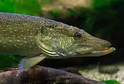 A fish.
