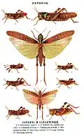 Illustrations from Brockhaus and Efron Encyclopedic Dictionary