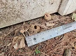 Mud turrets that emergent Brood X Magicicada nymphs created in Potomac, Maryland near Washington, D.C. (June 30, 2021)