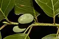 Unripe fruit and leaves