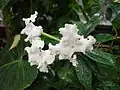 Brunfelsia undulata : foliage and attractive flowers with long corolla tubes and characteristic undulate corolla lobe margins.
