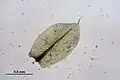 Leaf