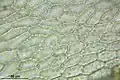 Leaf cells