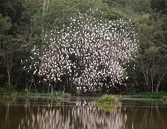 A large flock of western cattle egrets in a tree at Jacutinga, Minas Gerais, Brazil