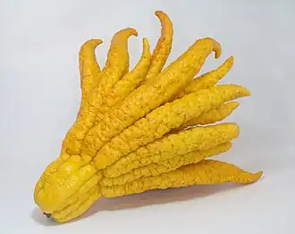 A yellow citrus fruit with several finger-like sections