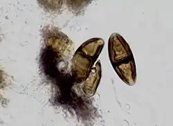 Photograph of brown, 1-septate (2-celled) spores from B. disciformis taken through a compound microscope, x1000. (spores measure 27 x 11 micrometres)
