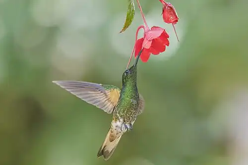 B. f. tinochlora