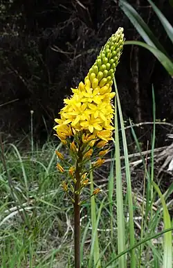 A young angustifolia modesta specimen.