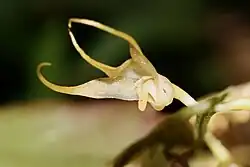 Bulbophyllum flavescens (Orchidaceae)