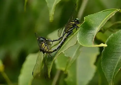 mating pair