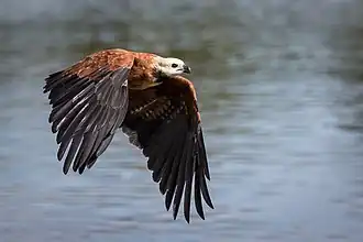 Flying Mato Grosso do Sul, Brazil