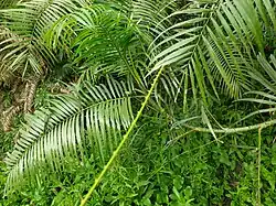 Close view of Calamus tenuis plant