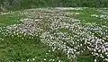 A field of O. speciosa