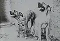 Original Fila Brasileiro
