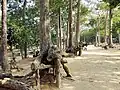 Around the pond there are many ancient trees hundreds of years old