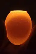 A non-fertile chicken egg, with only a round yolk sac