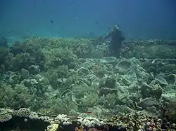 Porcelain debris