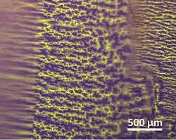 Domain structure of a shape-memory alloy (recorded using CMOS-MagView)