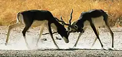 Black Buck at Taal Chhapar