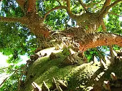 Spiny trunk, Botanical Garden, São Paulo