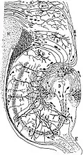 Drawing of the neural circuitry of the rodent hippocampus. Histologie du Système Nerveux de l'Homme et des Vertébrés, Vols. 1 and 2. A. Maloine. Paris. 1911