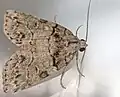 Calathusa mesospila, Australia