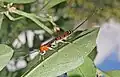 Calliephialtes ferrugineus female