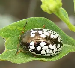 Calligrapha barda, México