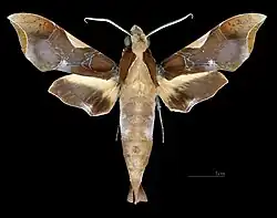 Male dorsal