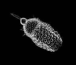 Calocyclas sp.