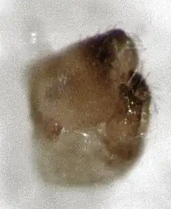 Calophya schini, male terminalia