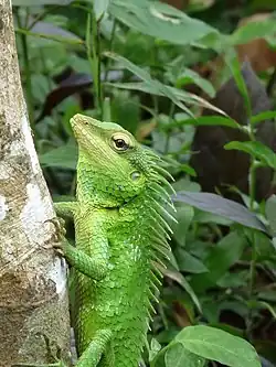 In Kerala