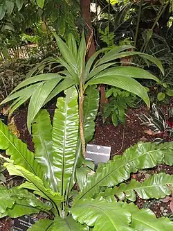 Calyptrocalyx hollrungii