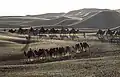 Camels in Shapotou
