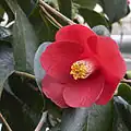 'Ashiya'